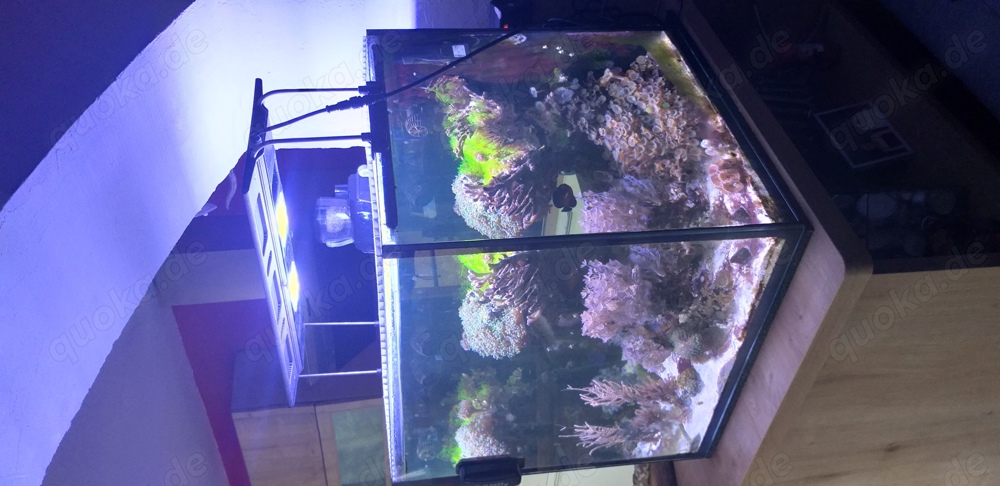 Meerwasseraquarium 150 Liter