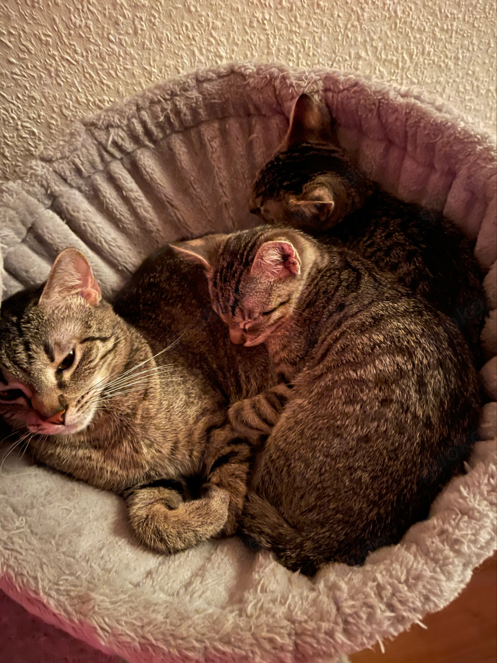 2 Getiegerte Baby Katzen Männlich und Weiblich