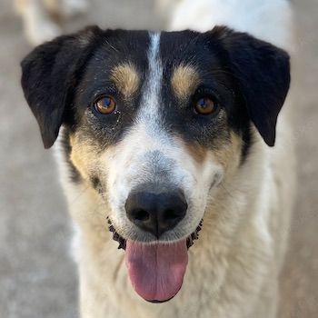 Fanny, geb. ca. 04 2021, lebt in GRIECHENLAND, im städt. Tierheim Serres