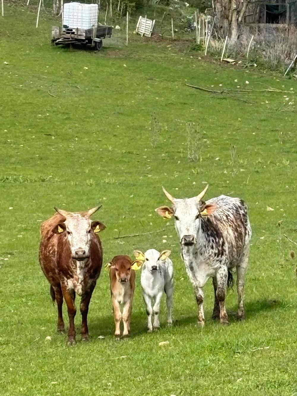Zwerg zebus weide Haltung Zwerg zebus weide Haltung