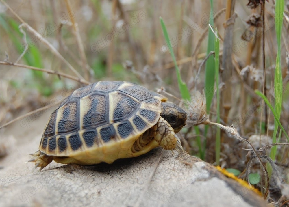Italienische Landschildkröten Thh von 2025