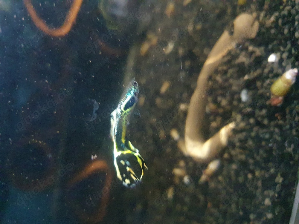 GUPPYS - Yellow Cobra - M   