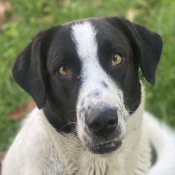 Penny, geb. ca. 05 2023, lebt in GRIECHENLAND, im städt. Tierheim Serres 