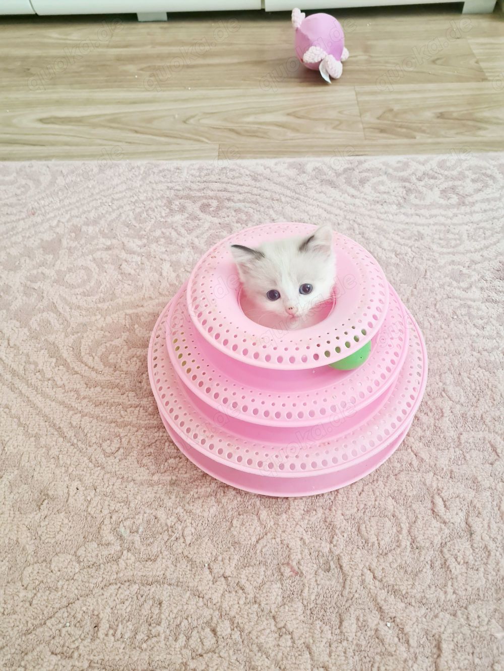 Süße Rassemix Kitten