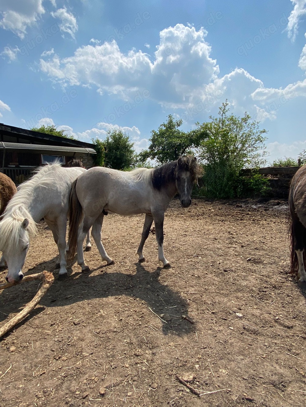 American Miniature Horse (AMH) Hengst
