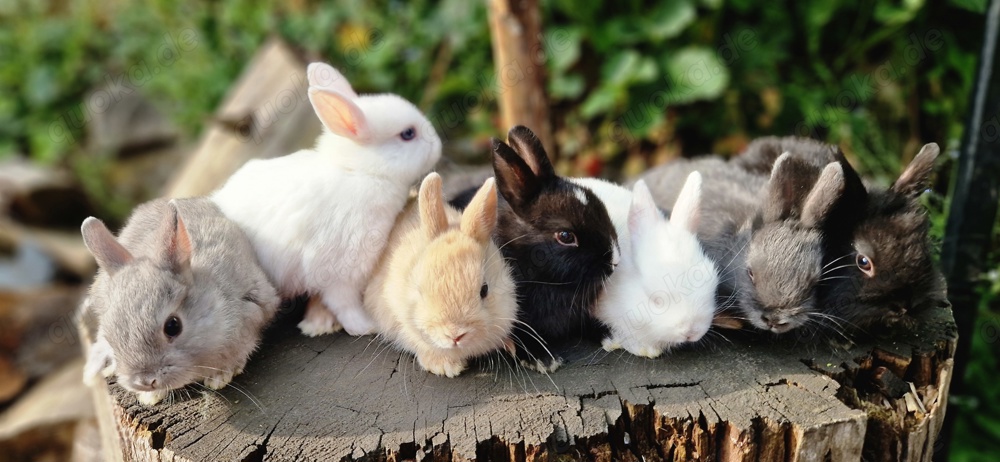 Zwergkaninchen    Hasen    Kaninchen 