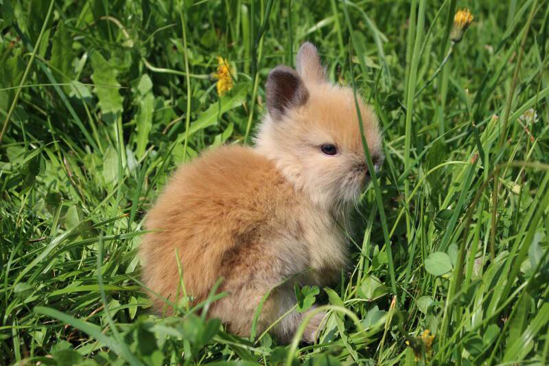 Teddyzwerge und MM Löwenköpfchen Babys Zwergkaninchen