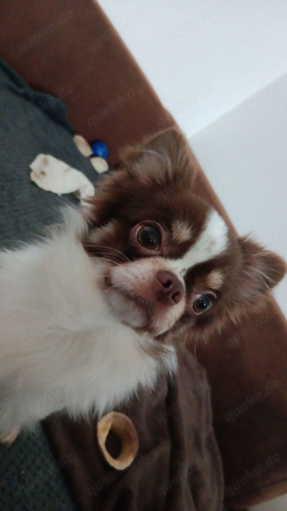 Tyson der Chihuahua sucht ein liebevolles Zuhause Tyson der Chihuahua sucht ein liebevolles Zuhause