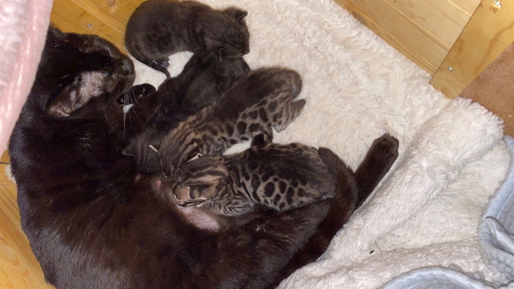 Bengal Kitten Melanistic, Braun, Black charcoal 