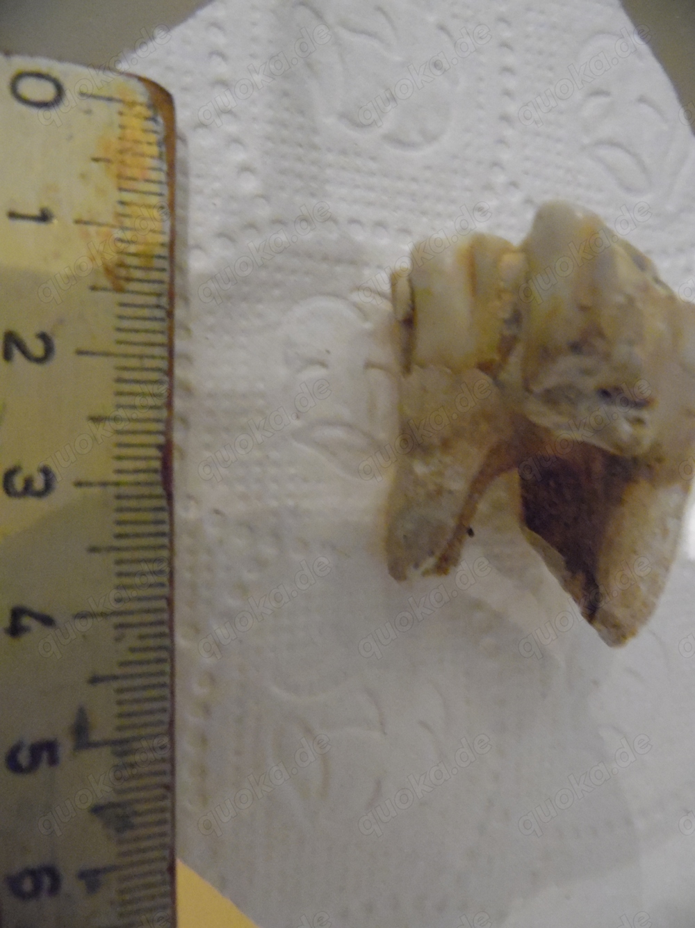 Fossil Höhlenbär Zahn