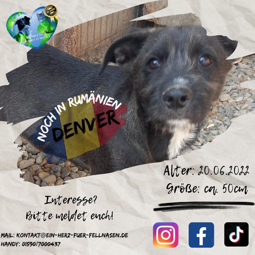 Junghund Denver - wer gibt dem tollen Kerl eine Chance