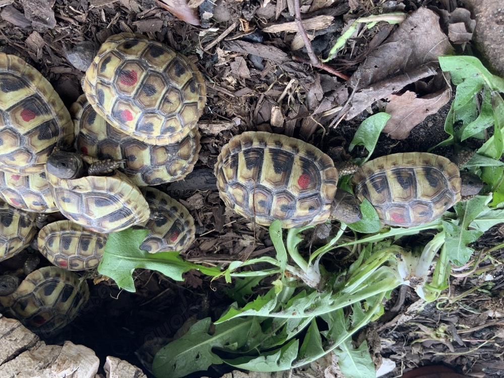 Griechische Landschildkröten NZ 2025