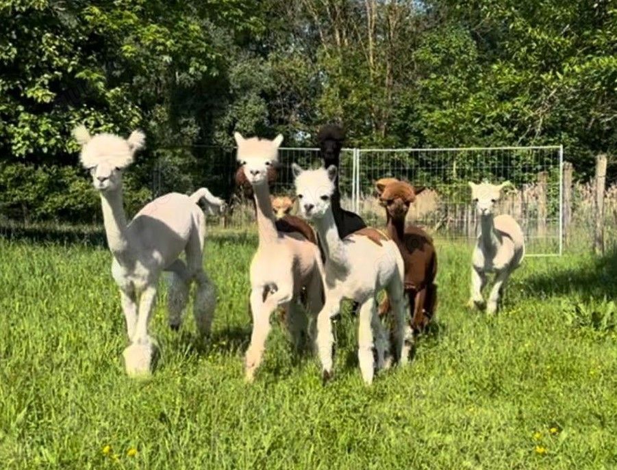 Alpaka-Herde - Alpakas