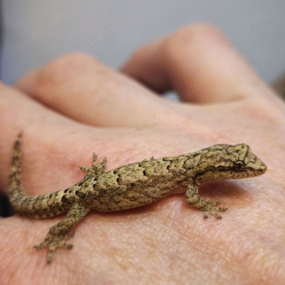 Jungferngeckos (Lepidodactylus Lugubris) | Jungtiere abzugeben | viele vorhanden! 