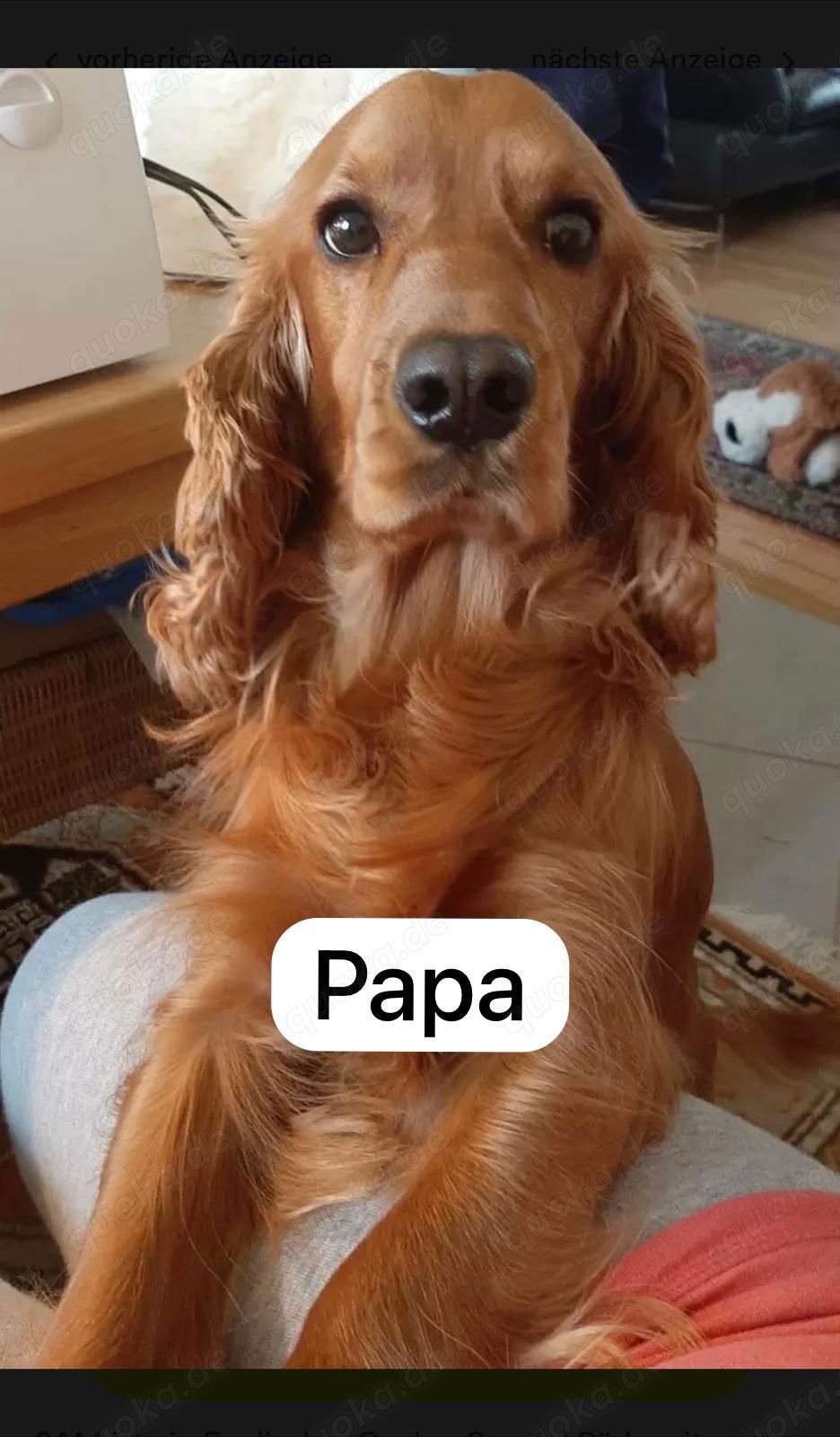  Deckrüde Sam der Hund, der oft Papa ist.Sam hat Welpen und wenn jemand welche möchte, kann er sich 