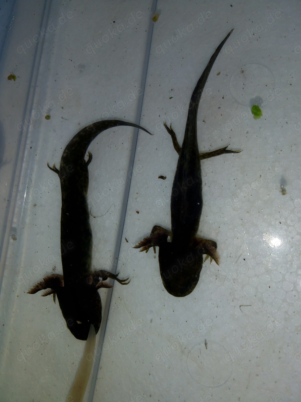 Axolotl Wildlinge