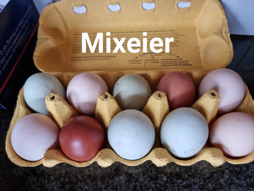 10 Bruteier meiner bunten Truppe von hellgrün bis , weiß....Eier Huhn 