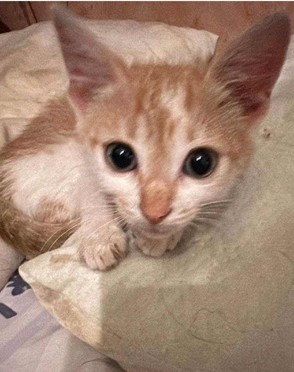 Ein Körbchen für Sweeney 