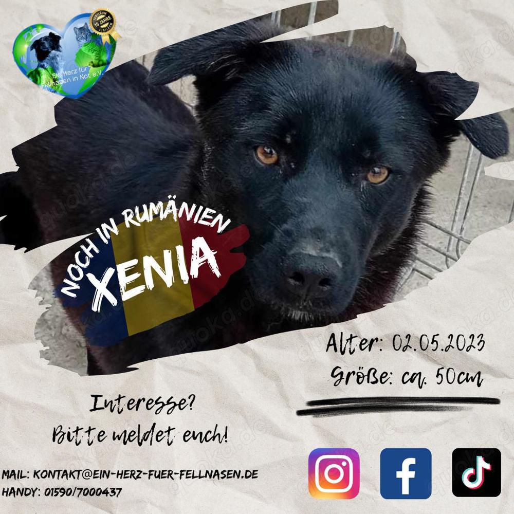 Junghündin Xenia auf Familiensuche