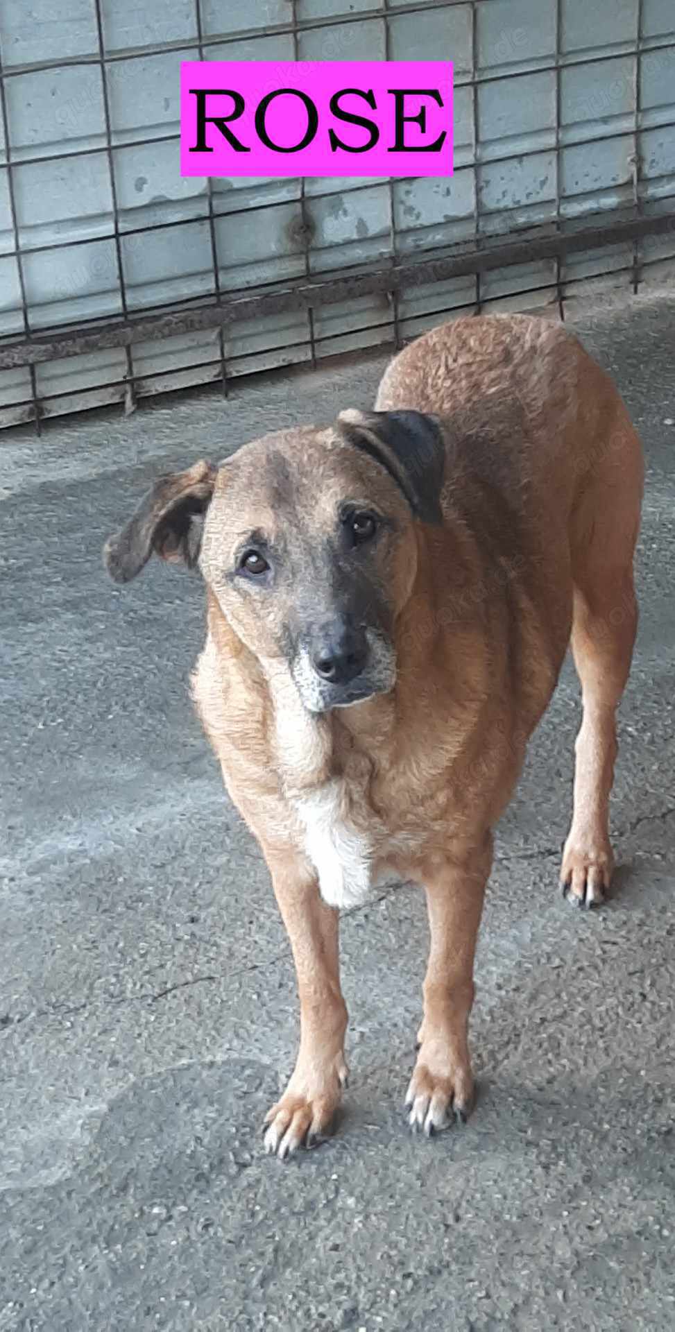 Hoffnungslos? Oma Rose sucht ein Zuhause 