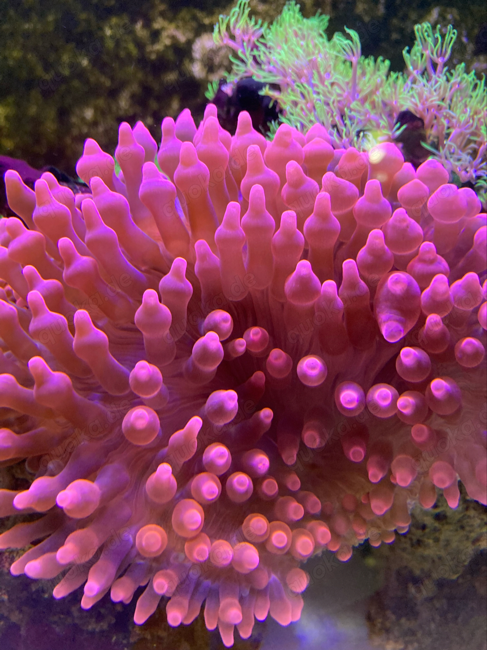 Kupferanemone   Entacmaea quadricolor    Meerwasser