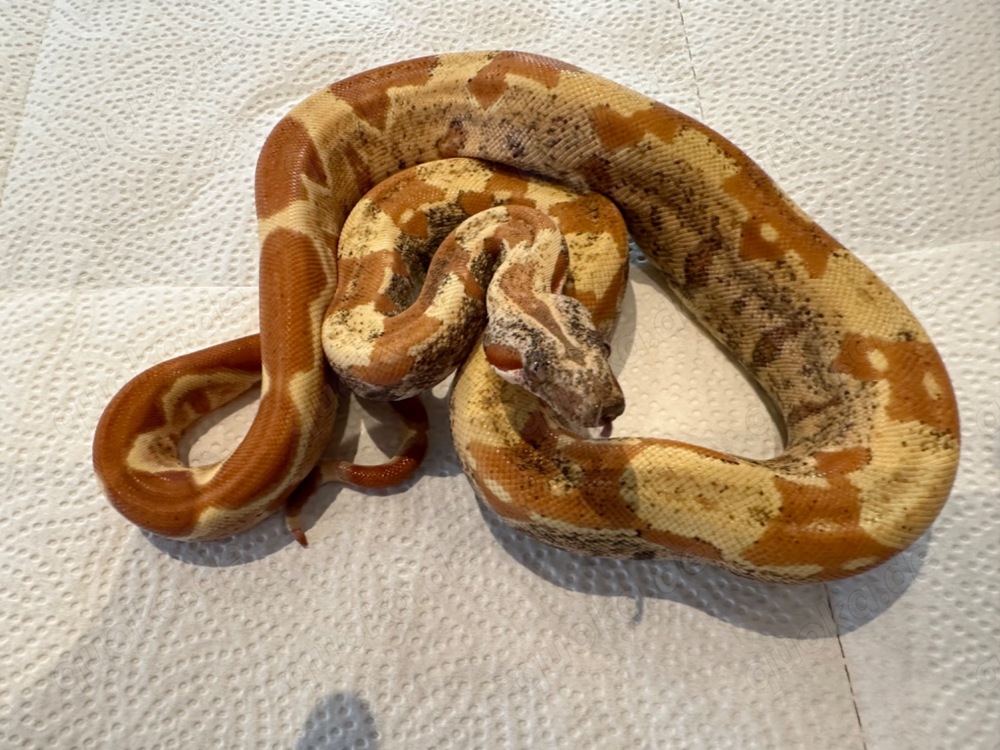 1,0 Sunglow VPI Aztec IMG Boa constrictor 
