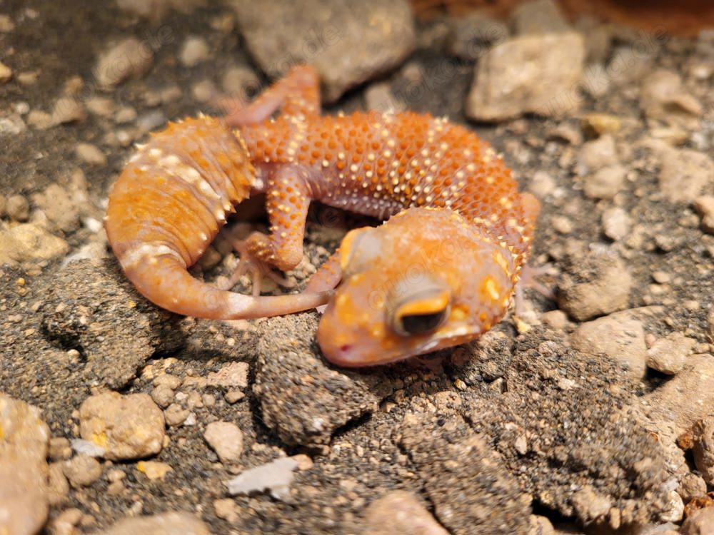 Underwoodisaurus husbandi Albino Dickschwanzgecko 