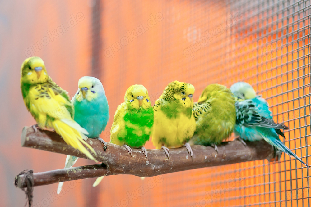 Junge Wellensittiche in verschiedenen Farben Junge Wellensittiche in verschiedenen Farben