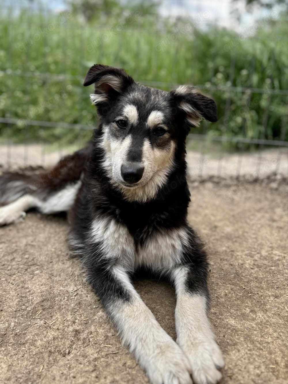 Binchen ist eine Zaubermaus