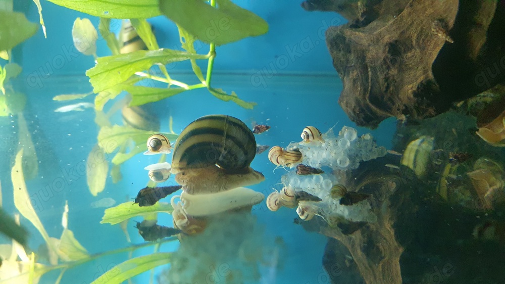 Asolene Spixi - Zebra-Apfelschnecken