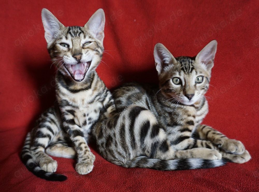 Super schöne Bengal-Kitten sofort Abgabebereit! NUR NOCH ein JUNGE! Große Rosetten!
