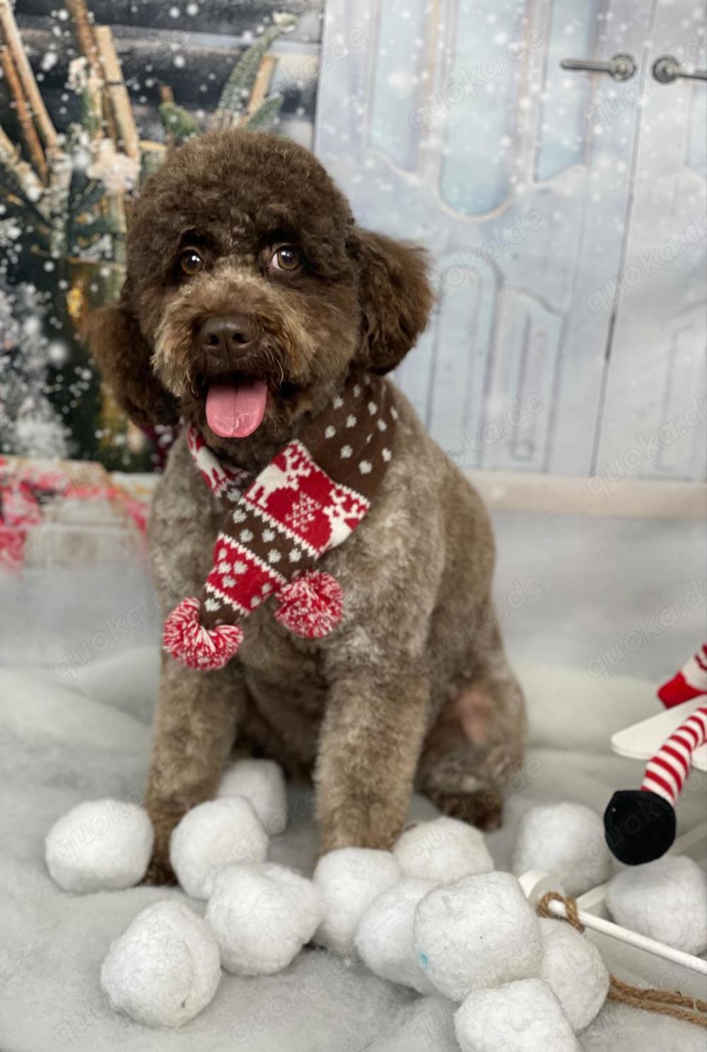 Wurfplanung 26' x  Lagotto Doodle 