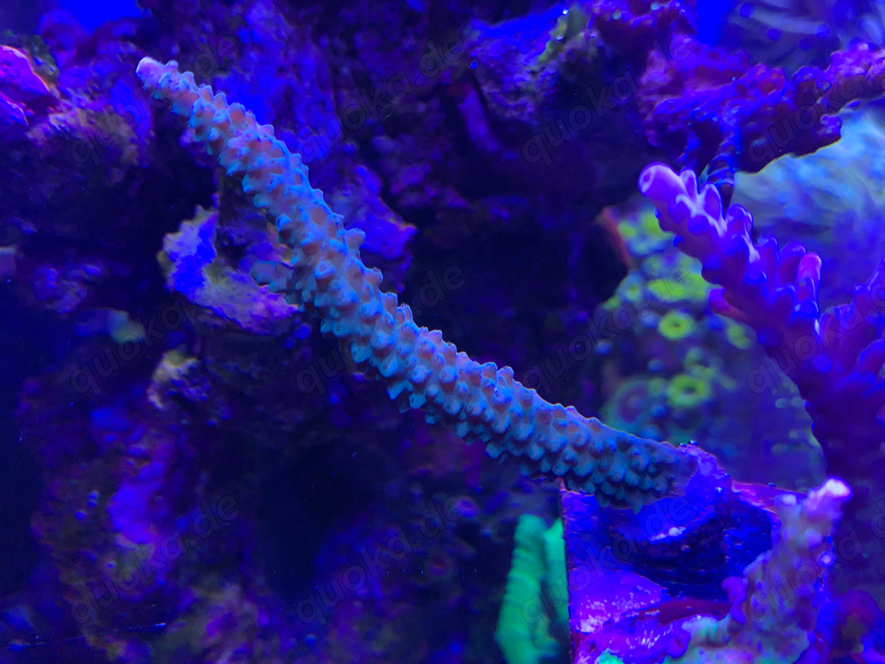acropora sps grün mit blauen spitzen