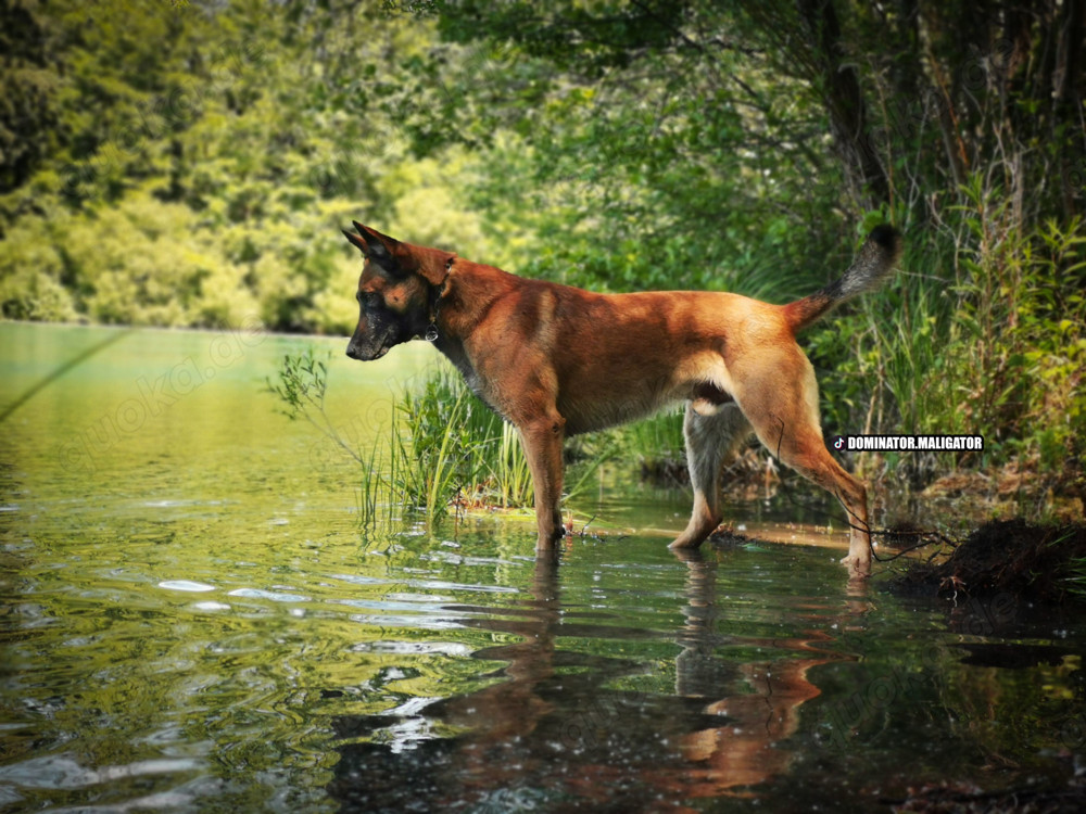 DECKRÜDE Belgischer Schäferhund Malinois