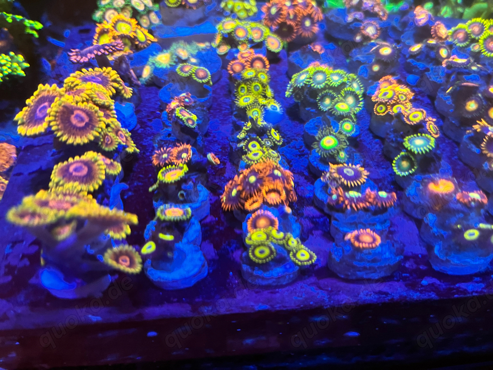 Zoas Zoanthus Krustenanemonen