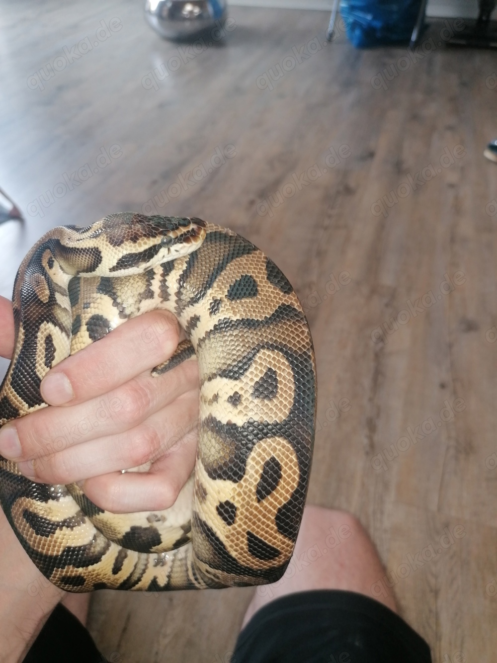 Königspython zu verkaufen