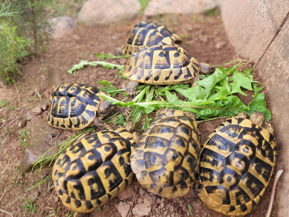 Zuchtgruppe Testudo hermanni boettgeri (Thb), 1.5