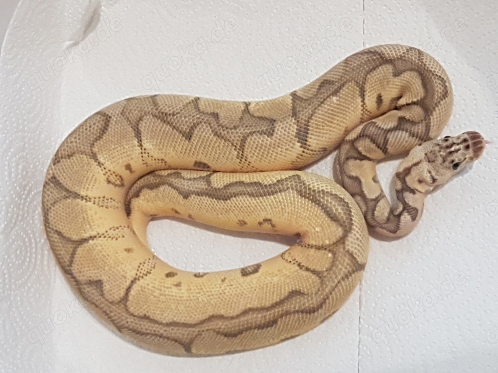 0.1 SuperPastelClown