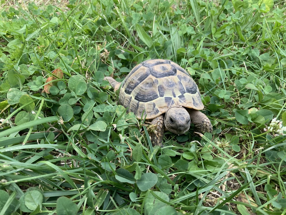Griechische Landschildkröte Testudo hermanni hercegovinensis 180 Euro Mülheim-Kärlich Griechische Landschildkröte Testudo hermanni hercegovinensis 180 Euro Mülheim-Kärlich