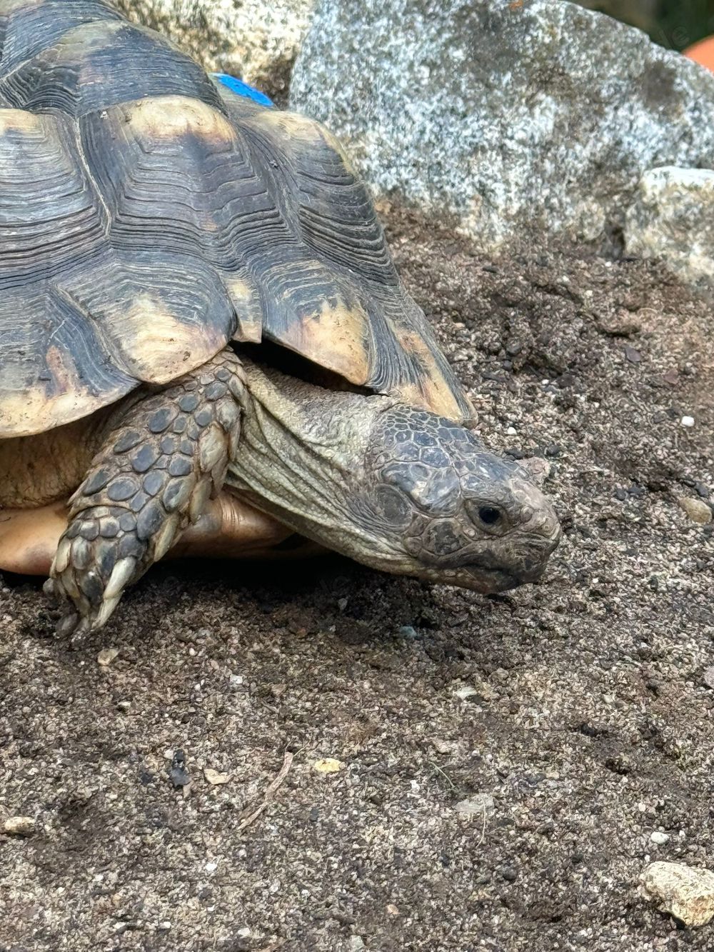 2 Männliche Breitrandlandschildkröten
