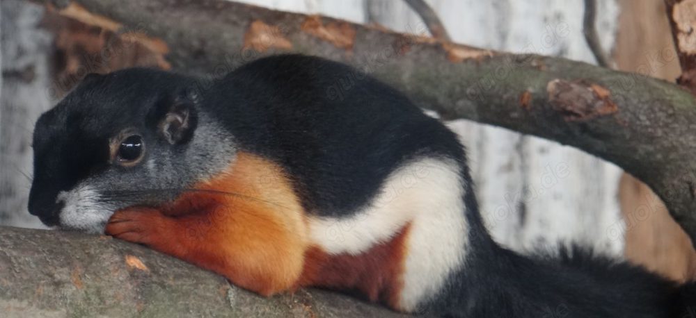 Eichhörnchen Schönhörnchen