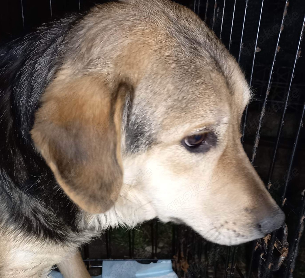 Ricky braucht ein richtiges Zuhause