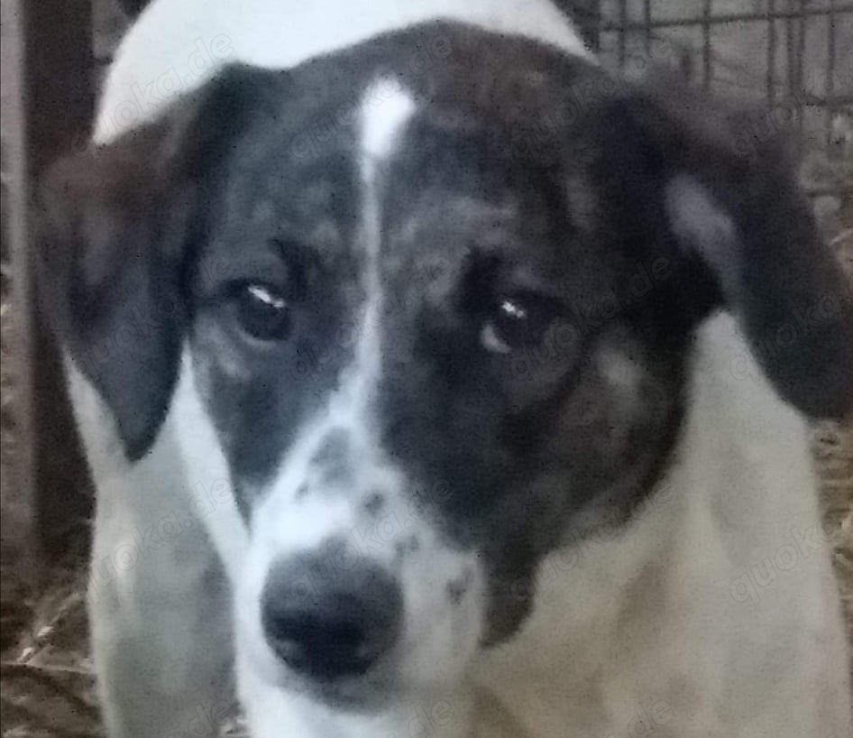 Rosa hätte so gern ein Zuhause für immer