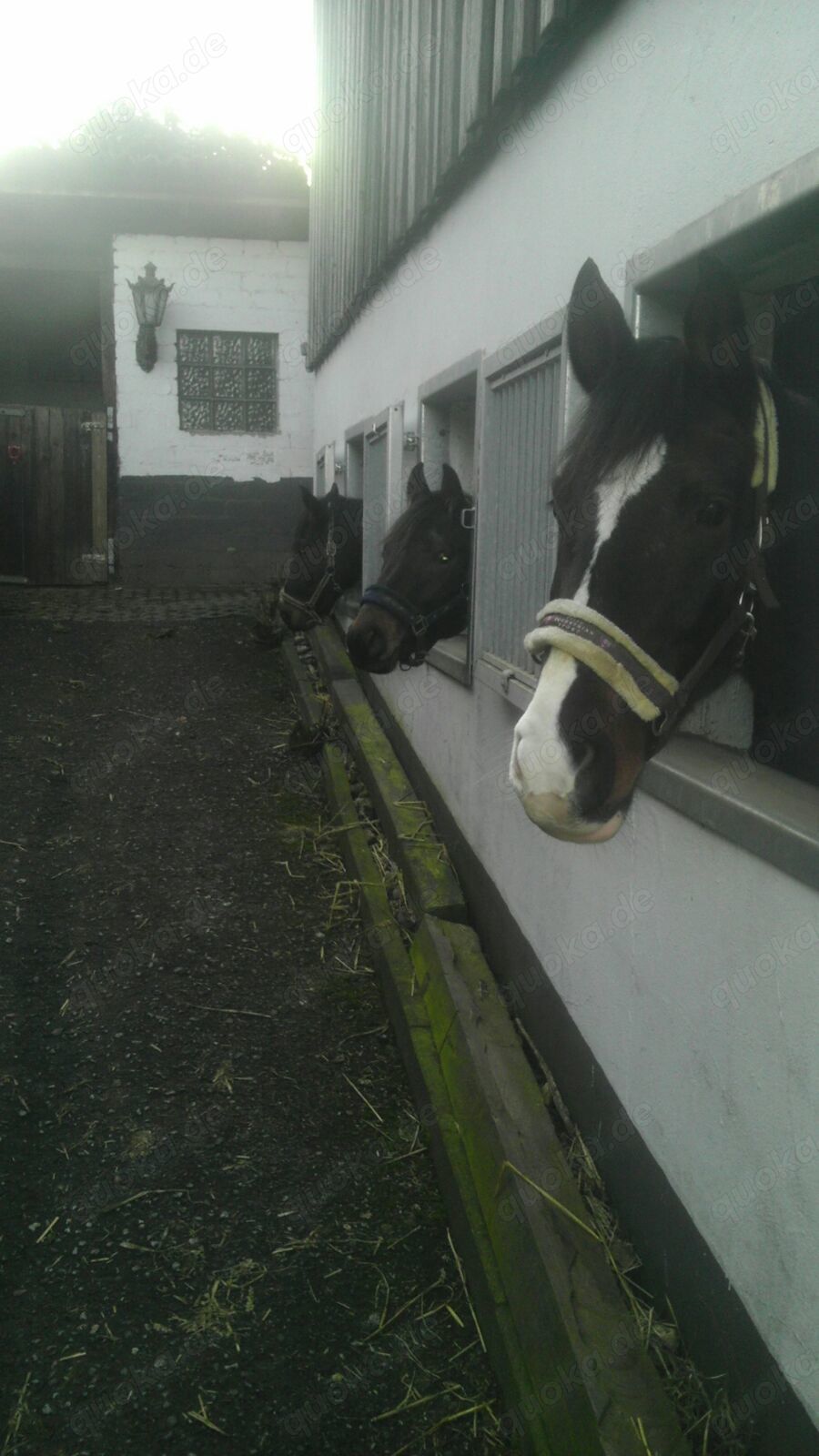 Pferdeboxen im Landschaftsschutzgebiet