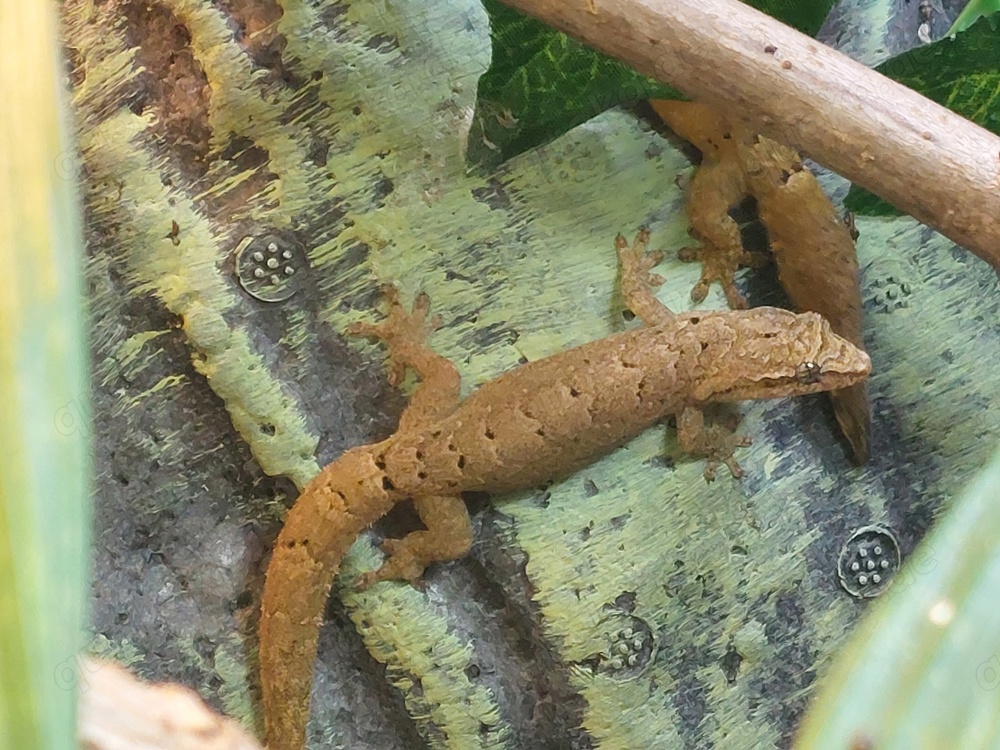 Lepidodactylus lugubris - Jungferngeckos