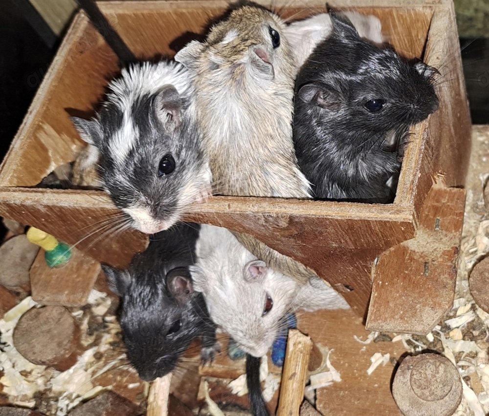 junge Rennmäuse Rennmaus Gerbil Jungtiere Mongolische Wüstenrennmäuse