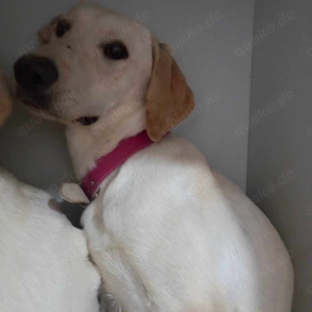 Manita sucht ein richtiges Zuhause für immer