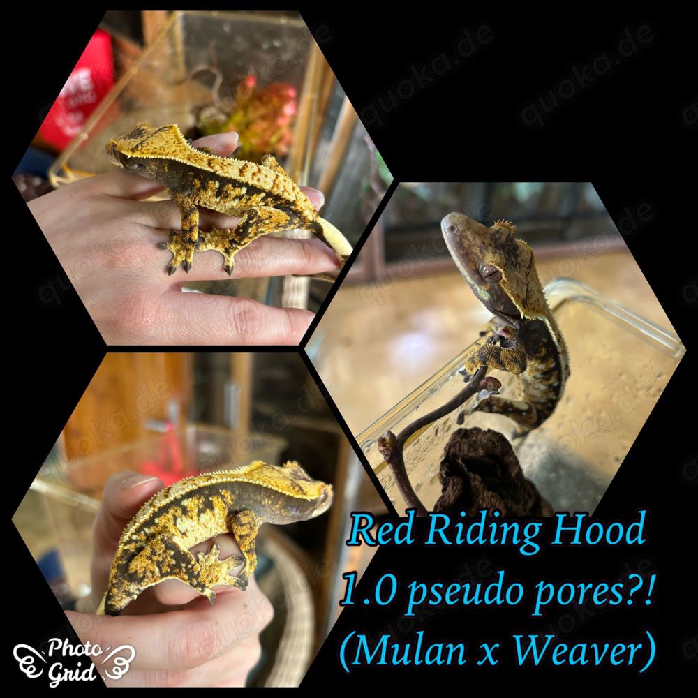 0.1 "Red Riding Hood" Crested Gecko   Kronengecko