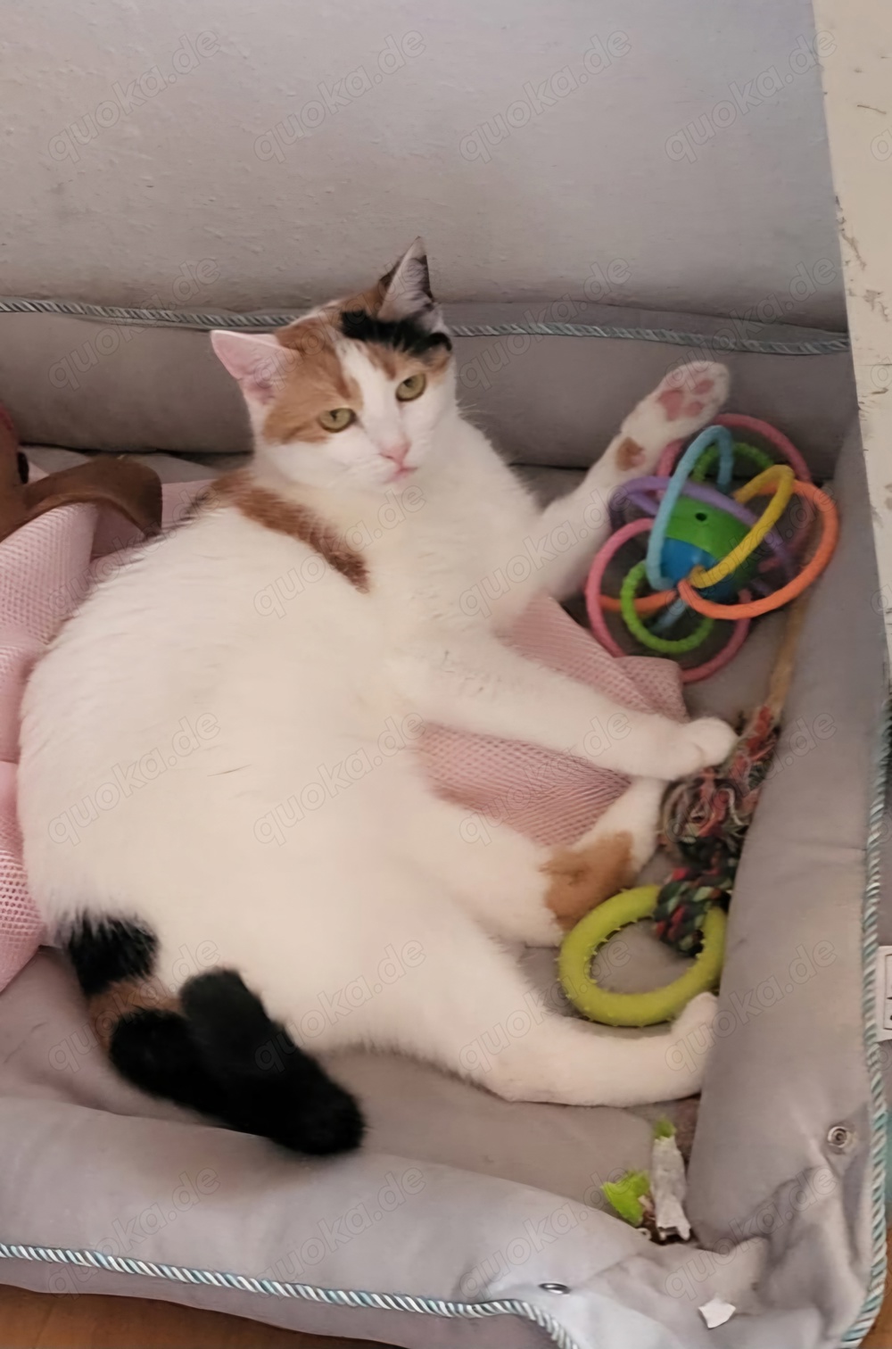 Liebe Katze sucht dringend neues Zuhause 