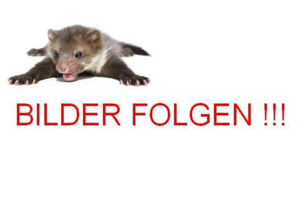 Dacia Duster TCe 150 2WD GPF SM Adventure  NUR Export/Wiederver